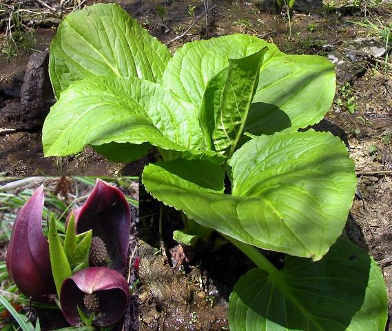 skunk cabbage